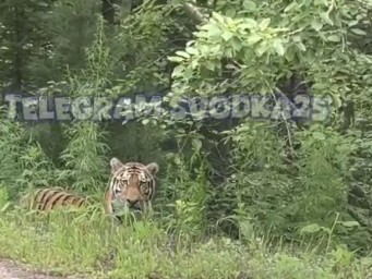 Хищники рядом: Полосатую кошку заметили на въезде в город в Приморье