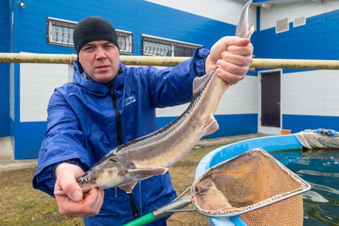 В России выросло производство осетровых рыб