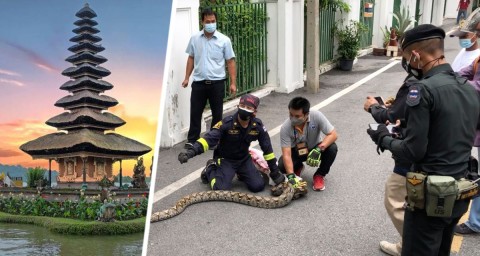 Балийский яд: российский турист умер на Бали от укуса ядовитой змеи