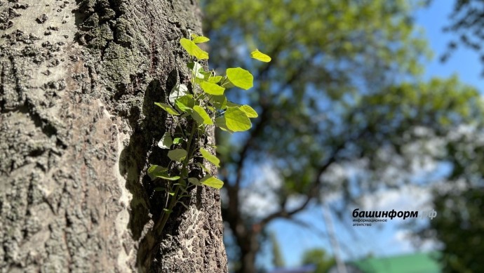 Громкая победа и новые проекты: в Башкирии подвели итоги в сфере экологии