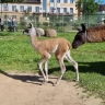 В Ярославском зоопарке в семье лам родилась малышка