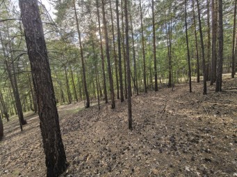 Мужчина исчез в лесу в Вилюйском районе