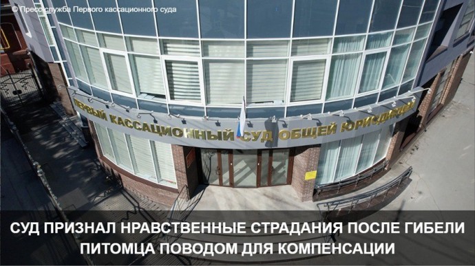 Суд обязал водителя выплатить компенсацию за моральный вред из-за гибели собаки в ДТП