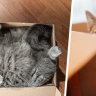 Почему кошки любят спать в странных местах типа коробок? Это может быть тревожным сигналом