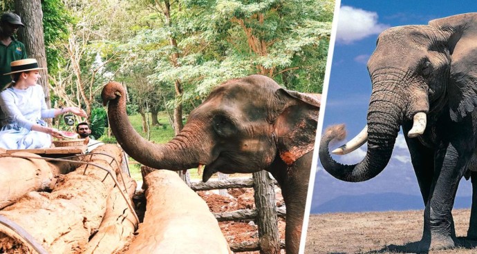 Выключение этих шоу из программ туров становится все более распространенным явлением