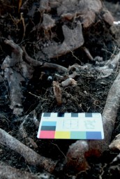 В Крыму нашли погребения людей бронзового века, погибших от стрел