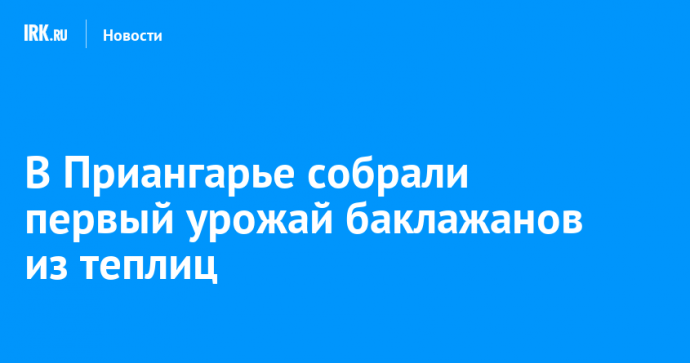 В Приангарье собрали первый урожай баклажанов из теплиц