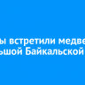Туристы встретили медведя на Большой Байкальской тропе