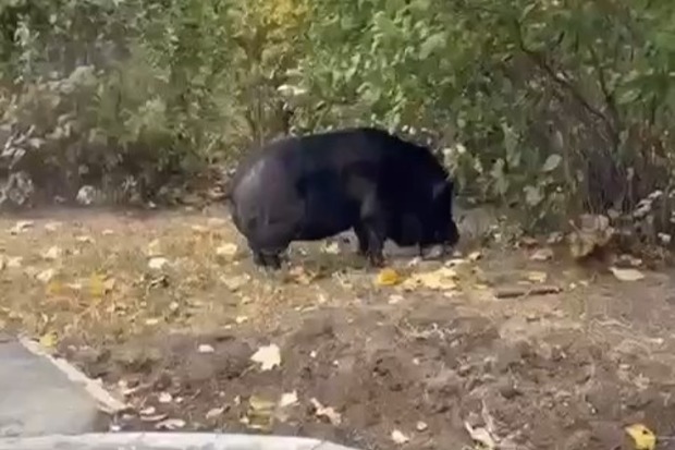 Кабанчик прогулялся по Москве и привлек внимание местных жителей Кабанчик прогулялся по Москве и привлек внимание местных жителей