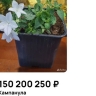В Улан-Удэ приносящий счастье цветок продают за «целое состояние»