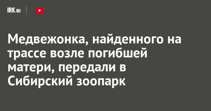 Медвежонка, найденного на трассе возле погибшей матери, передали в Сибирский зоопарк