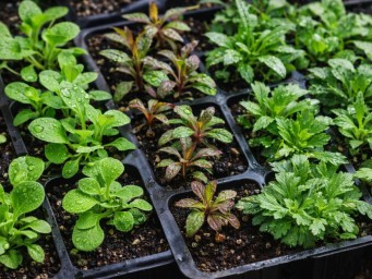 Посев однолетних цветов на рассаду начинают в январе–феврале