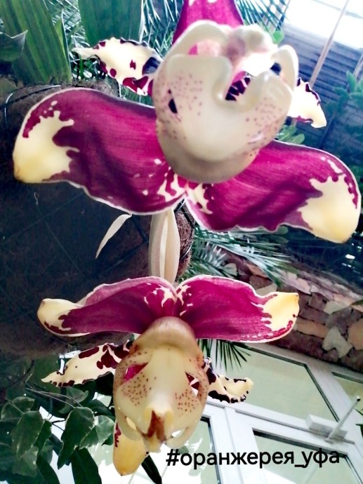 В Уфе расцвела орхидея, пахнущая шоколадом и ванилью