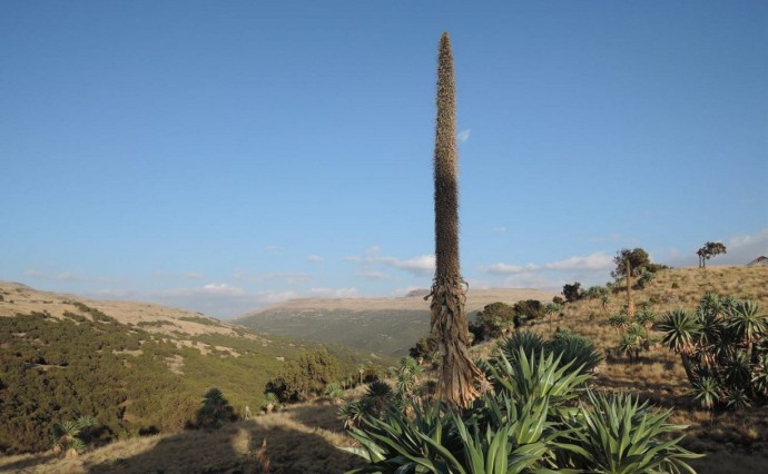 Аномально жаркое лето погубило на Сахалине африканскую "пальму" Аномально жаркое лето погубило на Сахалине африканскую "пальму"