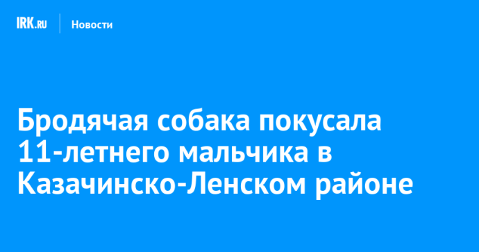 Безнадзорная собака покусала 11-летнего мальчика в Казачинско-Ленском районе