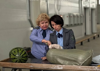 В Приамурье из Китая привезли зараженные нектарины и другую проблемную продукцию