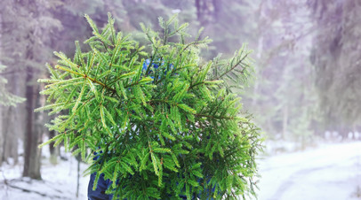 Россиян предупредили, какое наказание грозит за срубленную к Новому году ёлку Россиян предупредили, какое наказание грозит за срубленную к Новому году ёлку