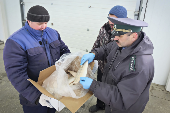 В Астраханской области оформили крупную партию рыбы для поставки в Азербайджан