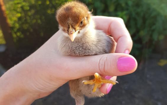 Пожар в Курском районе уничтожил хозяйственную постройку и поголовье птицы