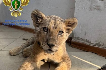 Найденный в московской квартире азиатский львенок попал на видео