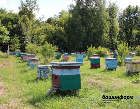 В Башкирии пасечникам рекомендовали не выпускать пчел на обработанные поля