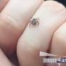 В Благовещенске с середины апреля начнется обработка территорий от клещей