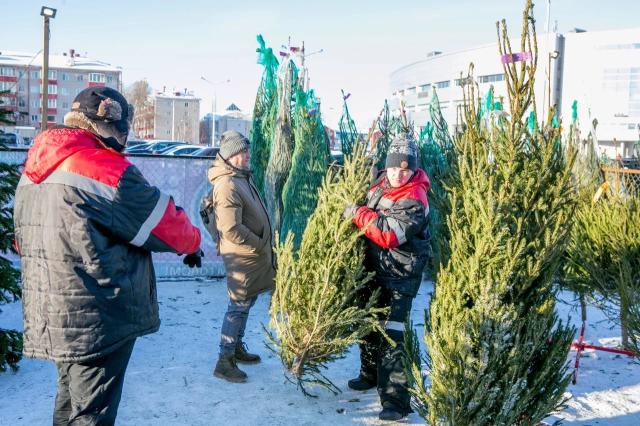 Елочные базары в Уфе откроются 15 декабря Елочные базары в Уфе откроются 15 декабря
