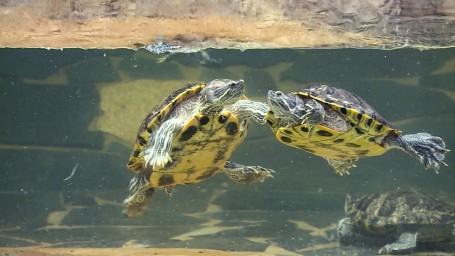 «Неудобные» питомцы: чем опасна продажа красноухих черепах