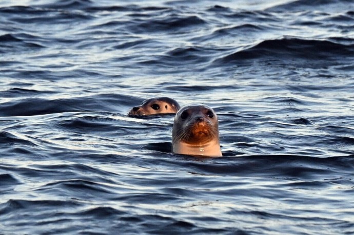 Массовую гибель тюленей зафиксировали в соседней с Россией стране Массовую гибель тюленей зафиксировали в соседней с Россией стране