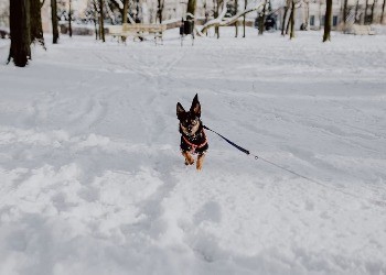 В Приамурье ждут снег и морозы под -30