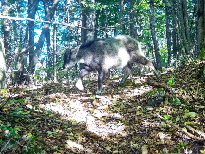 Редчайшее малоизученное животное замечено в Уссурийском заповеднике Редчайшее малоизученное животное замечено в Уссурийском заповеднике