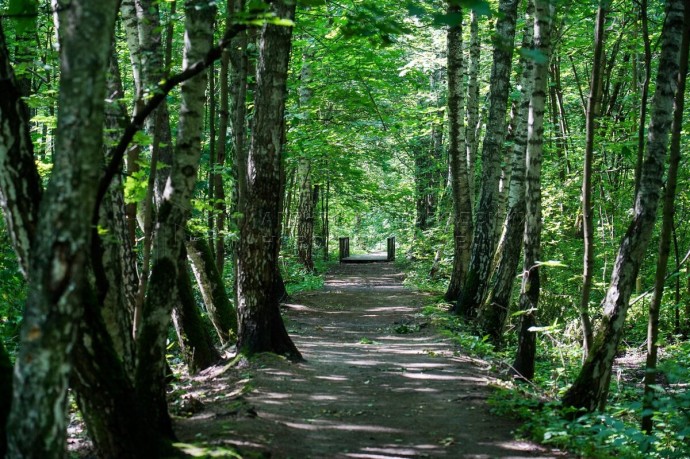 Около 830 га леса в Подмосковье расчищено от неликвидной древесины за июль