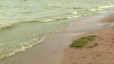 Цвет воды в Финском заливе может измениться из-за жары