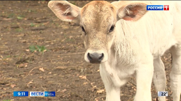 Фермеру в Тульской области вынесли предостережение за нарушения при завозе скота Фермеру в Тульской области вынесли предостережение за нарушения при завозе скота