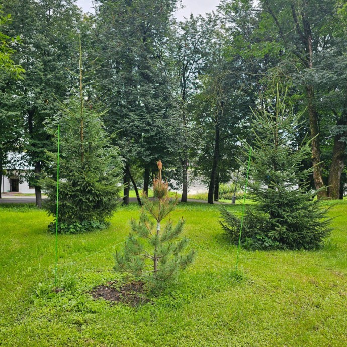 В Кремлёвском парке Великого Новгорода появилось 37 новых деревьев