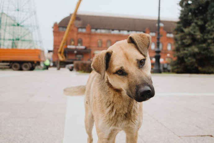 В Пензе выявлен очаг бешенства В Пензе выявлен очаг бешенства
