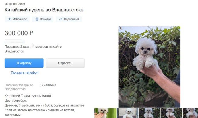 «Ветеринар в подарок»: во Владивостоке ищут богатого хозяина для редкого пуделя «Ветеринар в подарок»: во Владивостоке ищут богатого хозяина для редкого пуделя