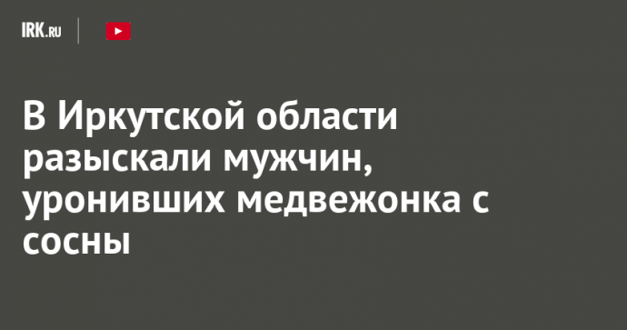 В Иркутской области разыскали мужчин, уронивших медвежонка с сосны