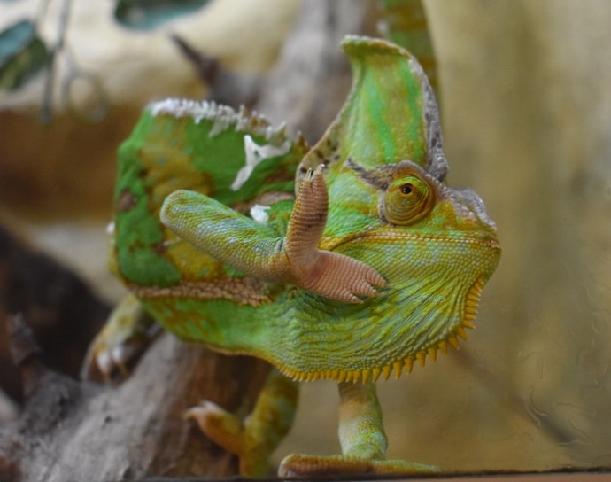 Нерв с запасом