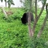 Сахалинских медведей в СНТ привлекают яблони и груши