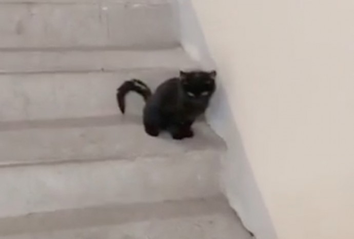 В Котельниках неизвестные надругались над двухмесячным котенком