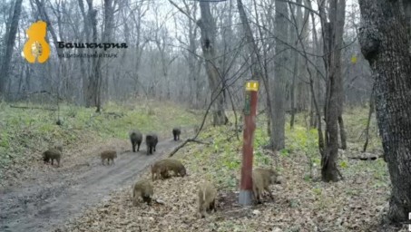 В Башкирии в объектив фотоловушки попало стадо кабанов