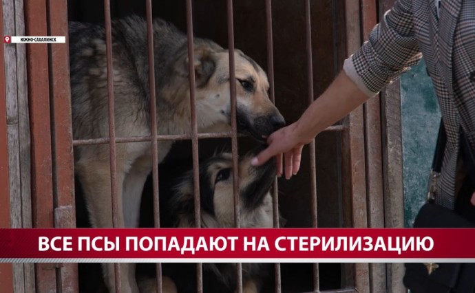 На Сахалине контроль, карантин и первичное лечение бездомных животных хотят отдать муниципалитетам На Сахалине контроль, карантин и первичное лечение бездомных животных хотят отдать муниципалитетам