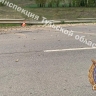 Смертельное ДТП в Заокском районе: мотоциклист не справился с управлением и въехал в отбойник