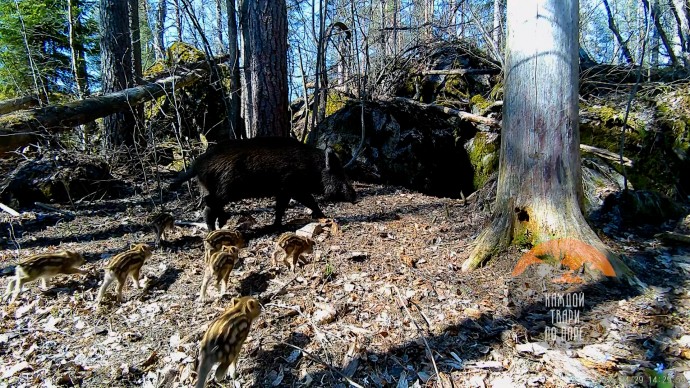 Лесная кабаниха родила восемь малышей-полосатиков