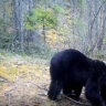 Медведи попали в объектив фотоловушки в нацпарке Якутии