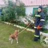 В Башкирии спасатели помогли упавшей в погреб собаке