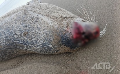 Мёртвого морского котика с дырой в голове обнаружили на пляже сахалинцы