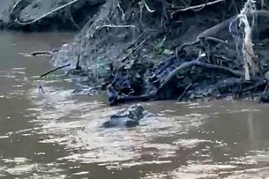 Крокодила с растерзанным школьником в пасти сняли на видео