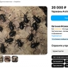 «Громко орут, плюются едкой жижкой». В  продаже замечены опасные тараканы